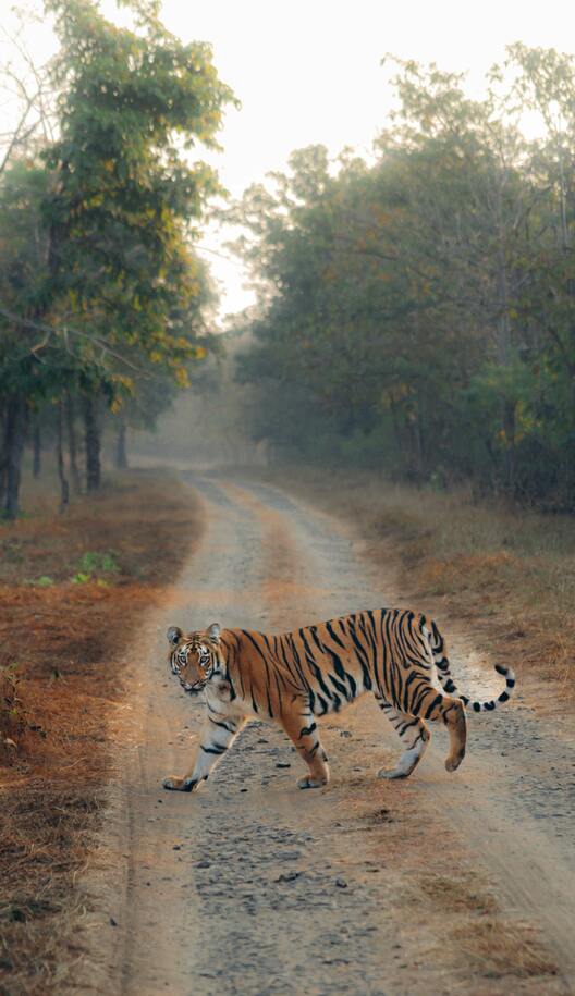jim corbett