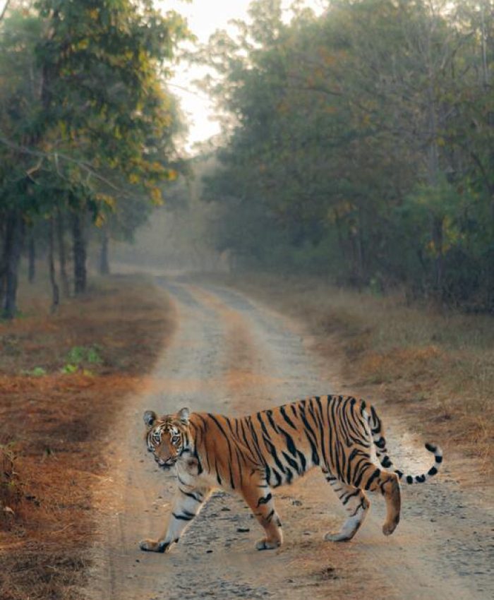 jim corbett